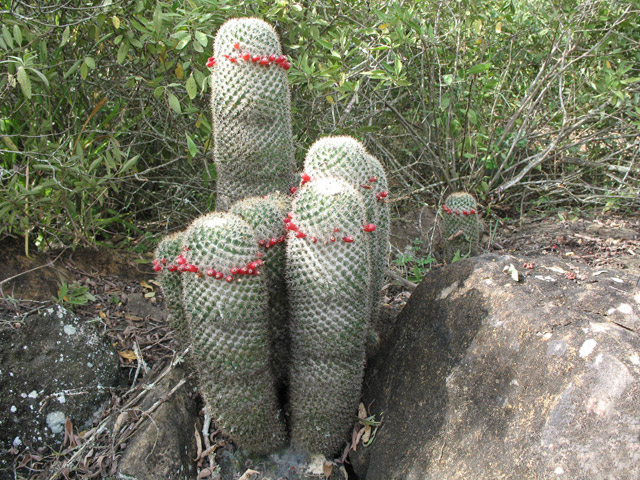 mammillaria_columbiana