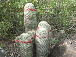 Mammillaria columbiana Salm-Dyck