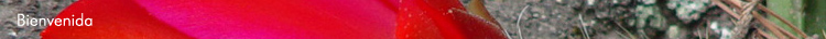 Bienvenida