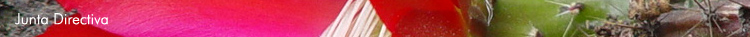 Junta Directiva